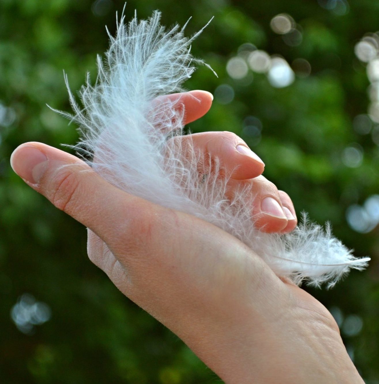 feather-1078424