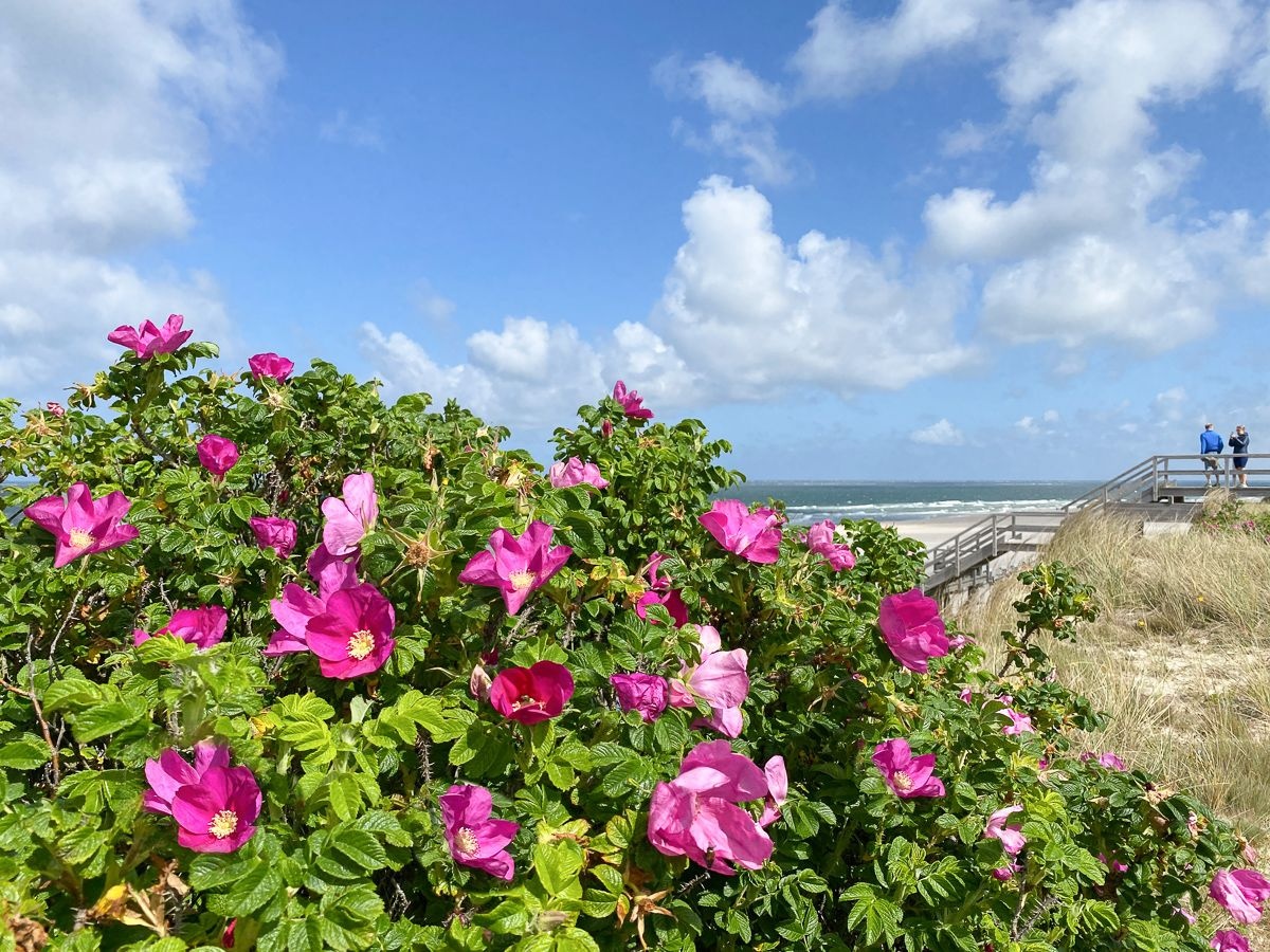 Rosa-rugosa, Apfelrosen Rosa-rugosa, Apfelrosen